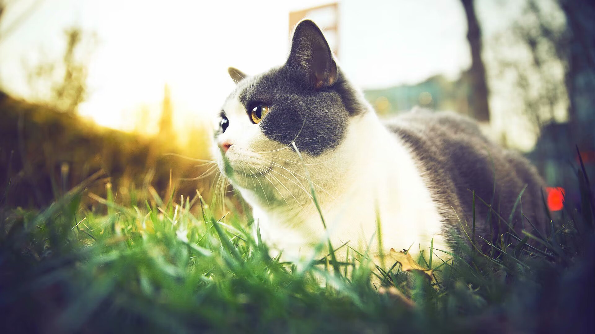 开云下载-赛道与绿茵的共振，从F1争冠焦点到摩洛哥的尼斯硬仗